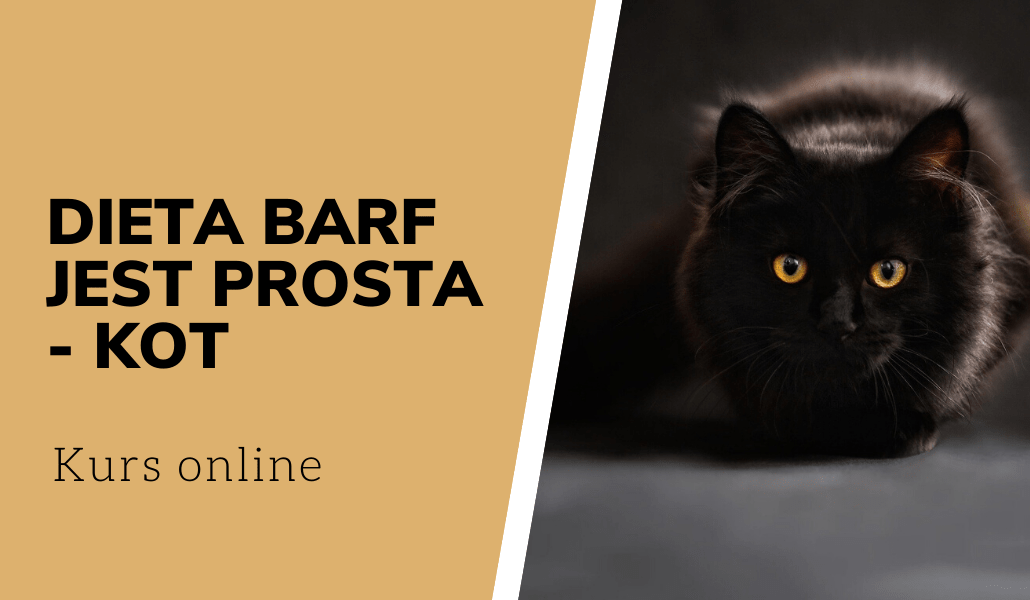 Dieta BARF jest prosta kot